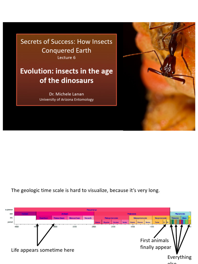 Insects' Evolutionary Triumph on Earth | PDF | Fossil | Plants