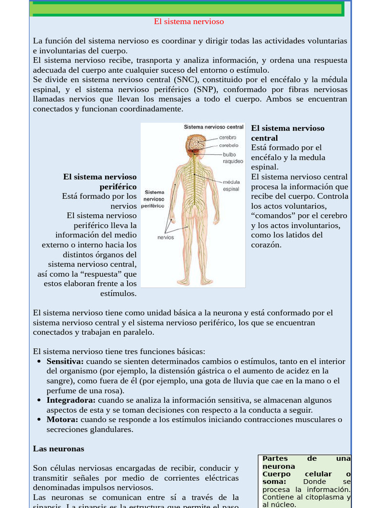 El Sistema Nervioso | PDF | Sistema nervioso | Neurona