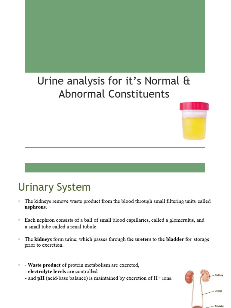 Urine Analysis: Normal and Abnormal Constituents | PDF | Kidney ...