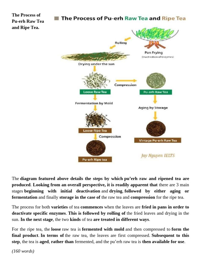 The Process of Puerh Tea | PDF