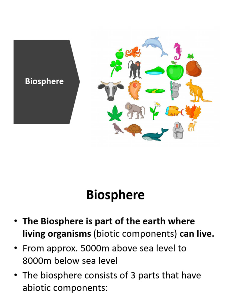 Understanding the Biosphere and Ecosystems | PDF | Ecosystem | Soil