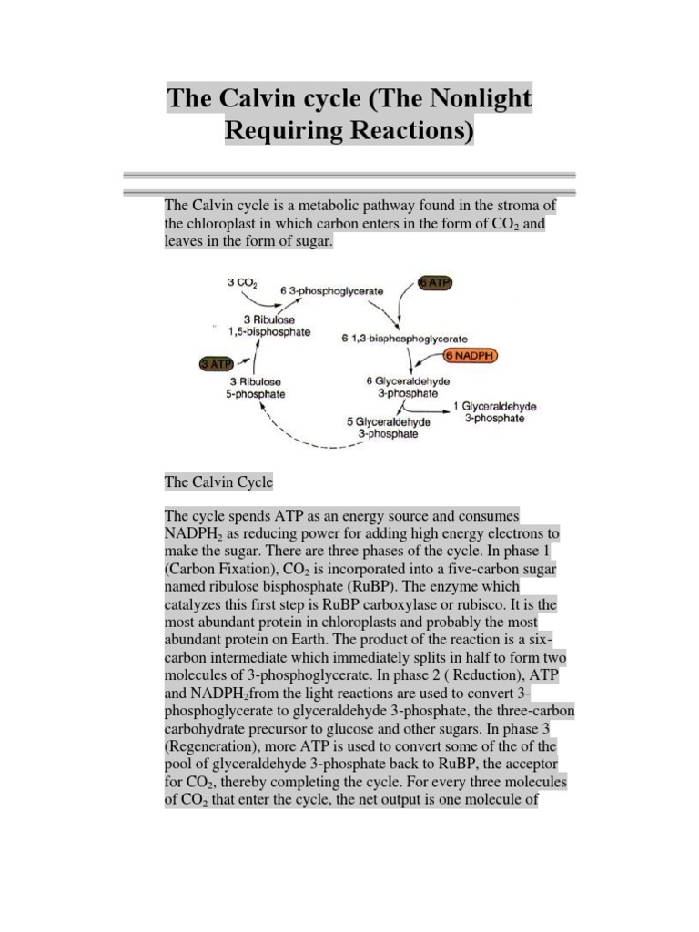 Overview of the Calvin Cycle | PDF | Plant Physiology | Biology