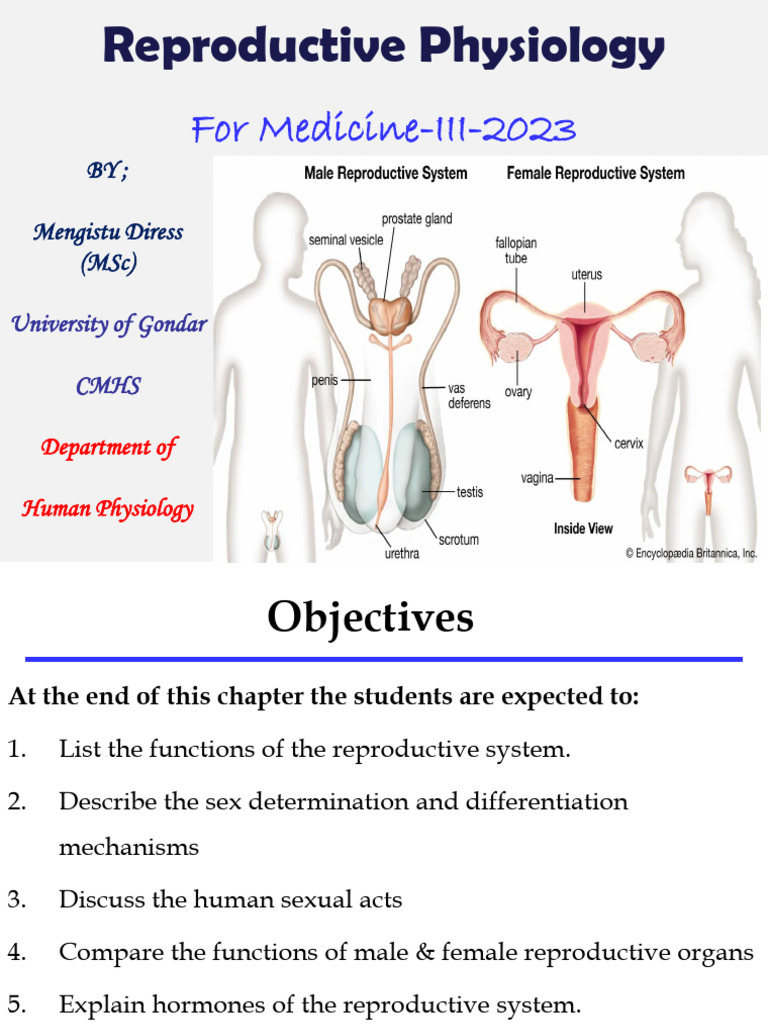 Reproductive Physiology For Med-III - Handout | PDF | Menstrual Cycle ...