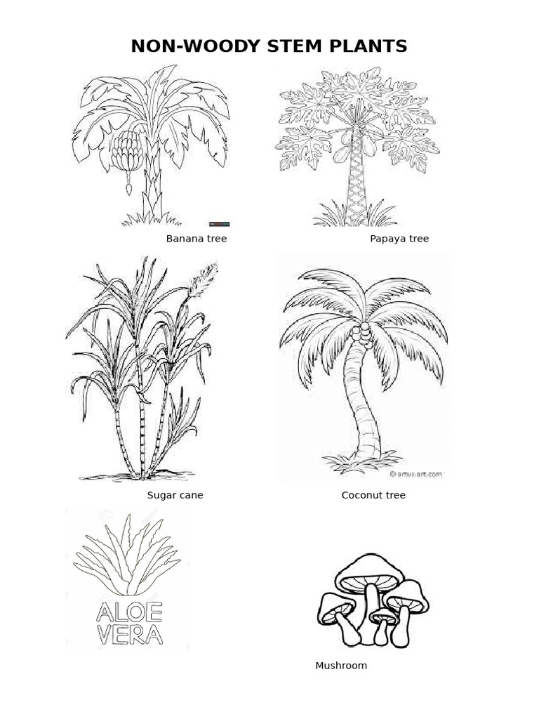NON Woody Stem | PDF