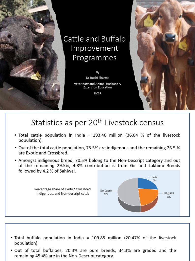 Cattle and Buffalo Improvement Strategies | PDF | Cattle | Food Industry