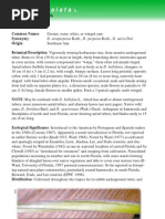 Download Dioscorea alata by Kurniawan Eko SN95131023 doc pdf