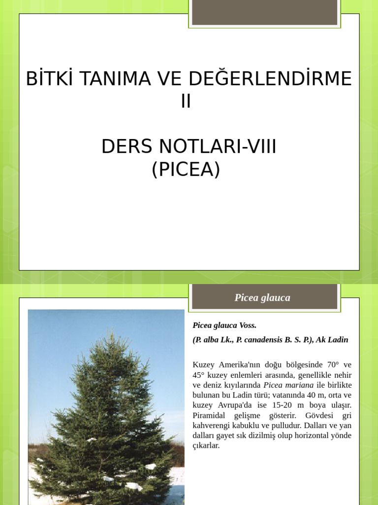 8 Picea | PDF