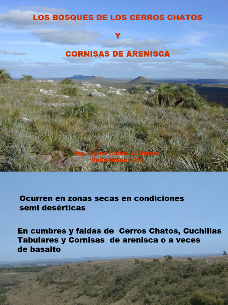 Bosques de Cerros Chatos y Areniscas | PDF | Arenisca | Naturaleza