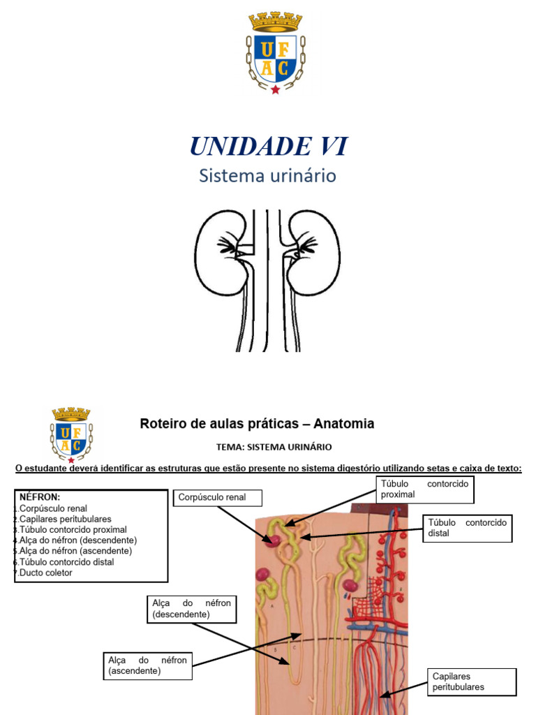 Estruturas do Sistema Urinário e Reprodutor | PDF | Rim | Sistema urinário