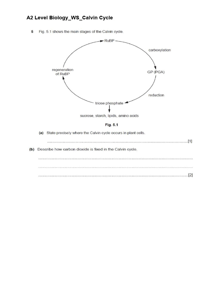 WS Calvin Cycle | PDF
