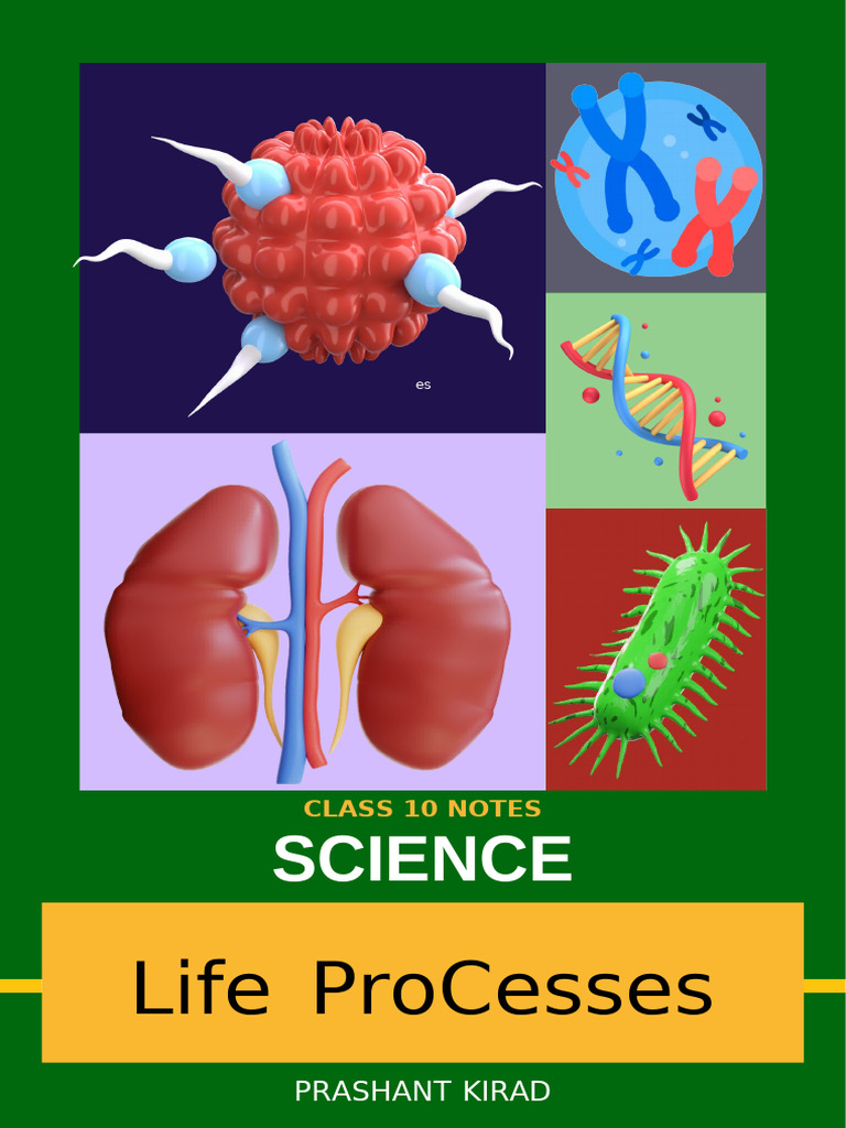 Class 10 Science: Life Processes Explained | PDF | Cellular Respiration ...