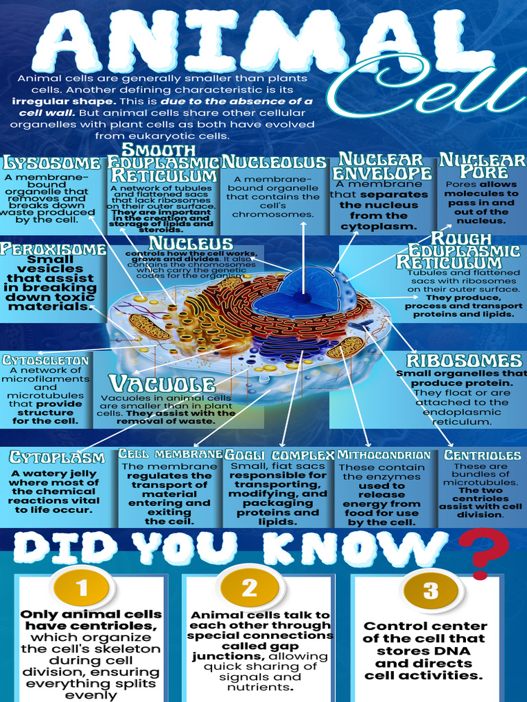 Overview of Animal Cell Structure | PDF | Cell (Biology) | Cell Nucleus