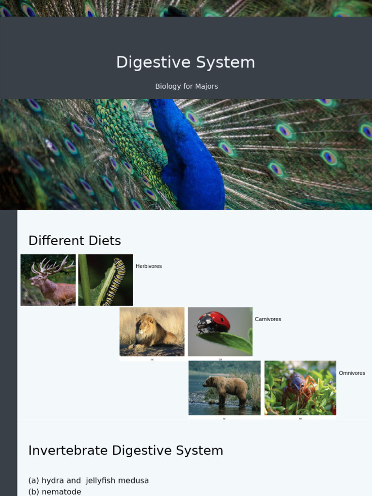 Biology II Digestive System | PDF | Digestion | Stomach