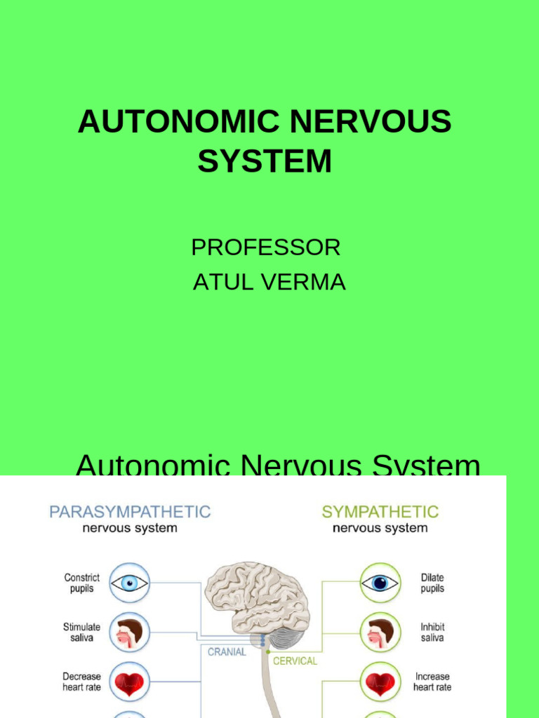 Understanding the Autonomic Nervous System | PDF | Autonomic Nervous ...