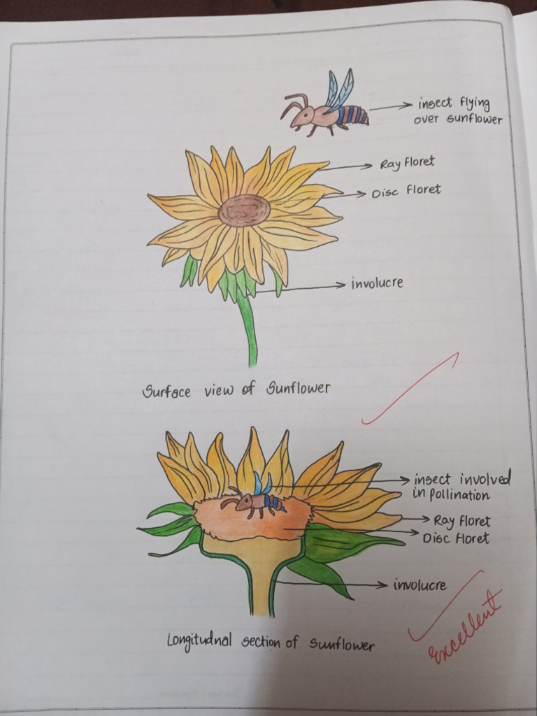 Bio Spotting File 09-Oct-2025 19-51-33 | PDF