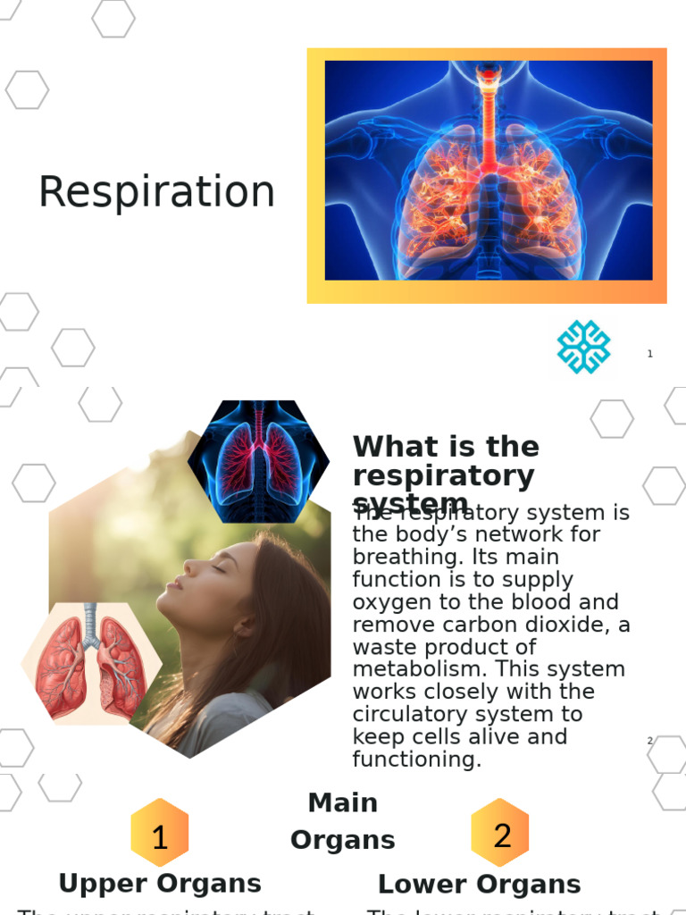 Science Respiration Powerpoint | PDF | Respiratory Tract | Lung