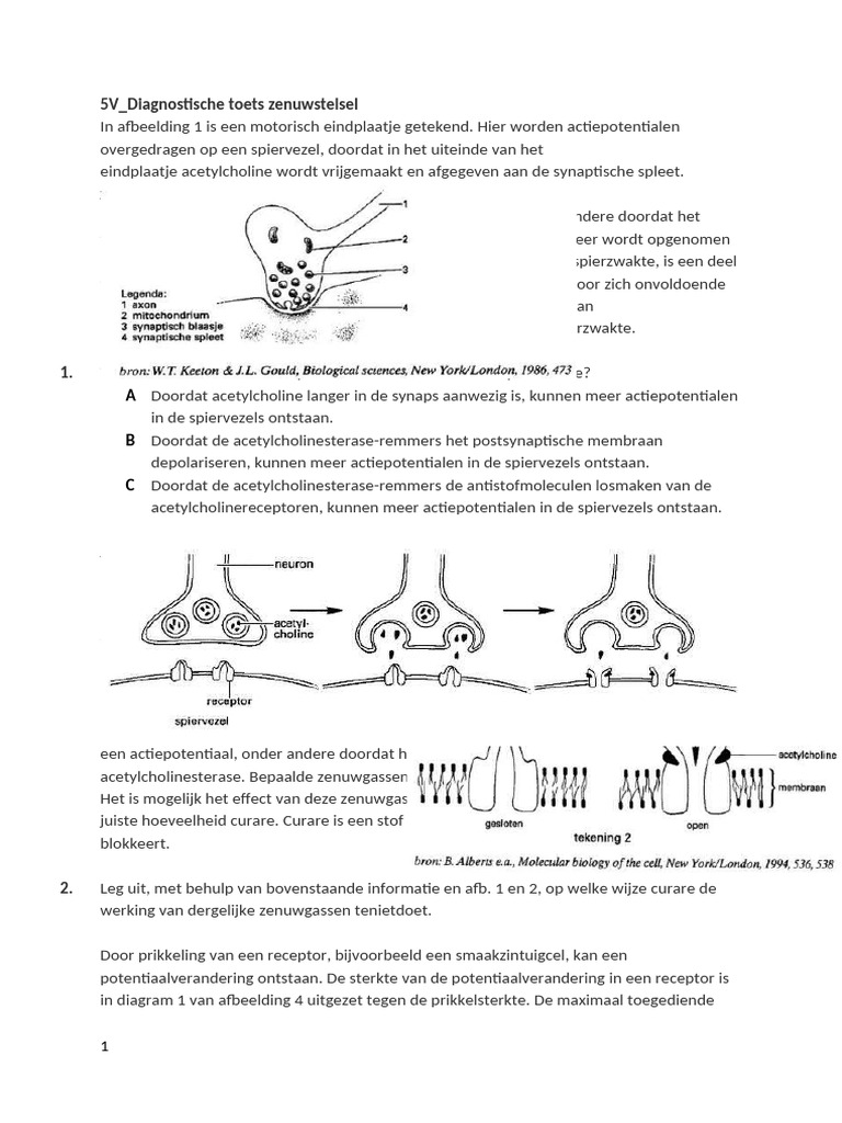 5V D-Toets Zenuwstelsel | PDF