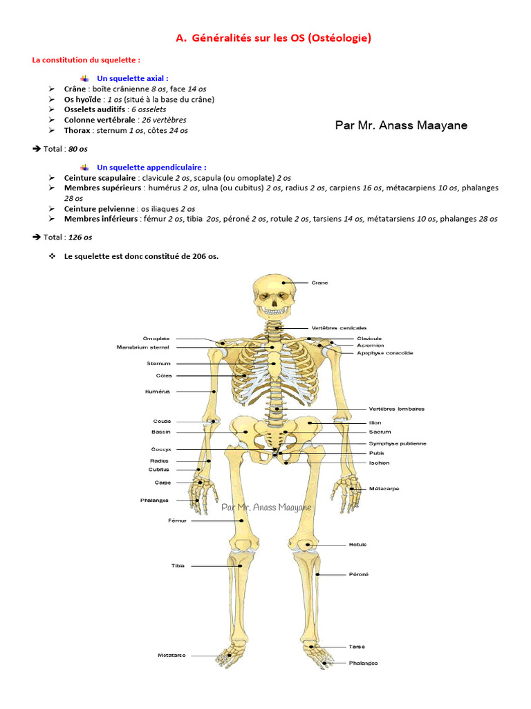 Anatomie et classification des os humains | PDF