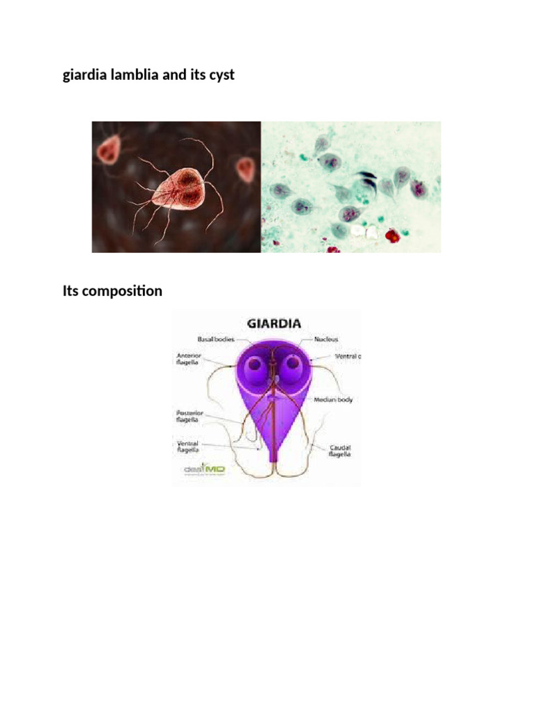 Giardia Lamblia | PDF