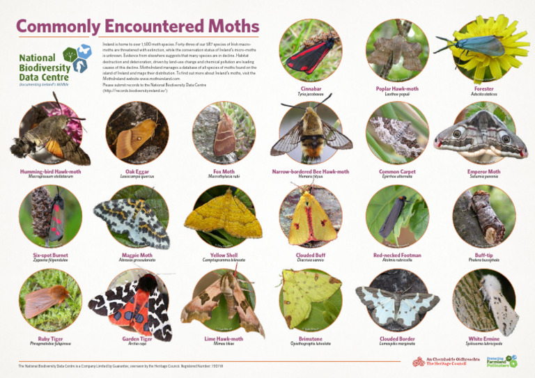 Commonly Encountered Moths Poster A3 WEB 1 | PDF | Lepidoptera