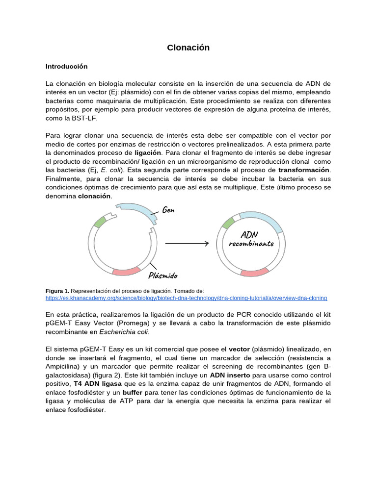 Guía Clonación 2023-2 | PDF | Plásmido | Adn