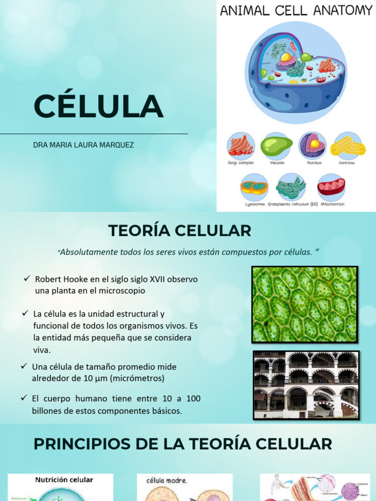 Teoría Celular y Estructura de Células | PDF | Biología Celular ...