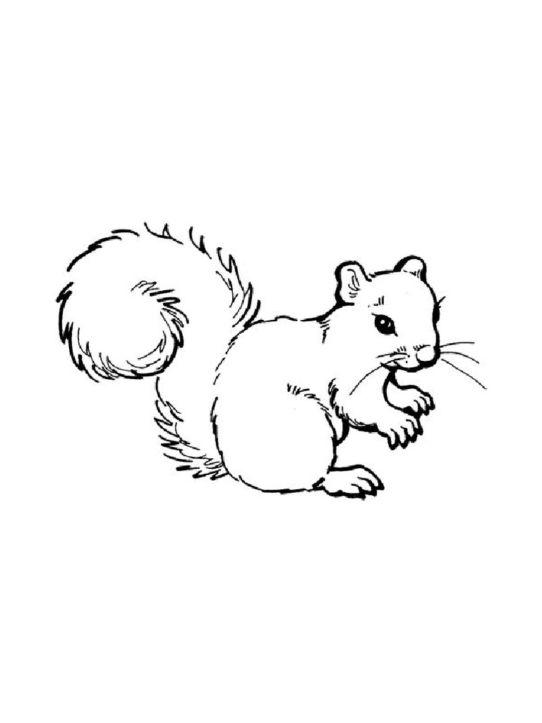 Little Squirrel Picture | PDF