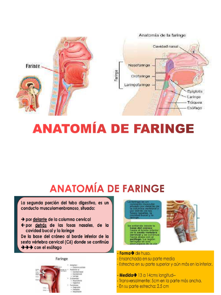 Anatomía y Función de la Faringe | PDF | Membrana mucosa | Tiroides