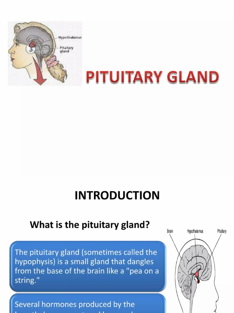 Pituitary Glands | PDF