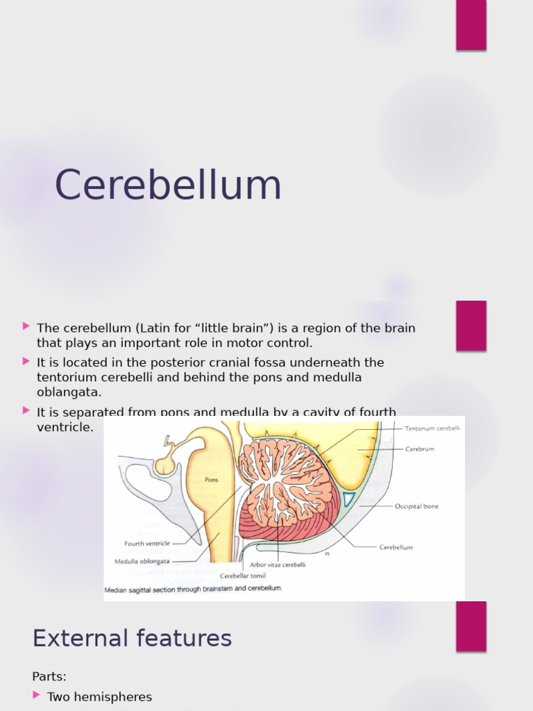 Cerebellum | PDF | Cerebellum | Anatomy