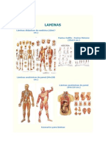 Laminas Anatomia