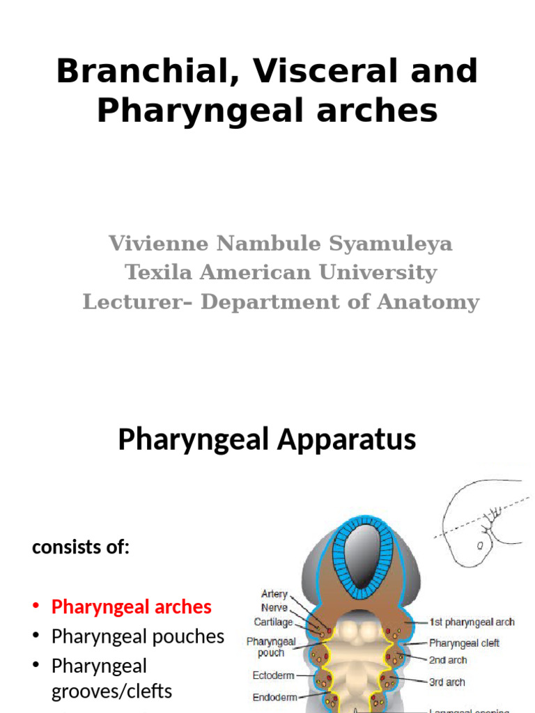 Understanding Pharyngeal Arches and Development | PDF | Human Head And ...