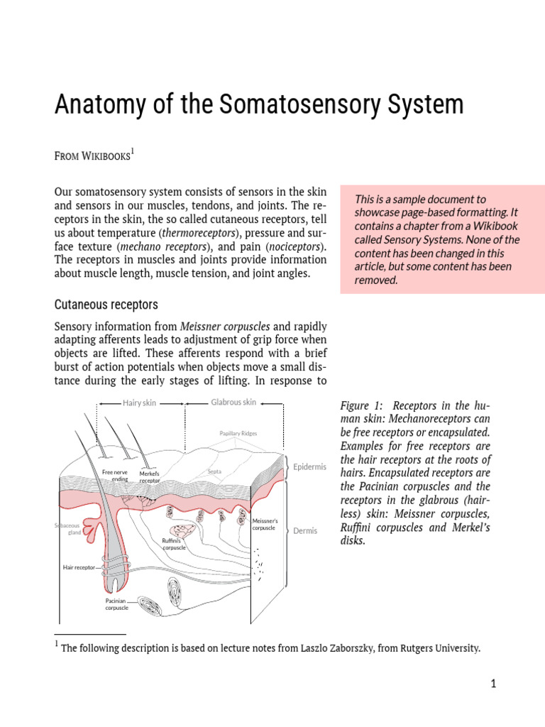 Somatosensory | PDF | Somatosensory System | Nervous System