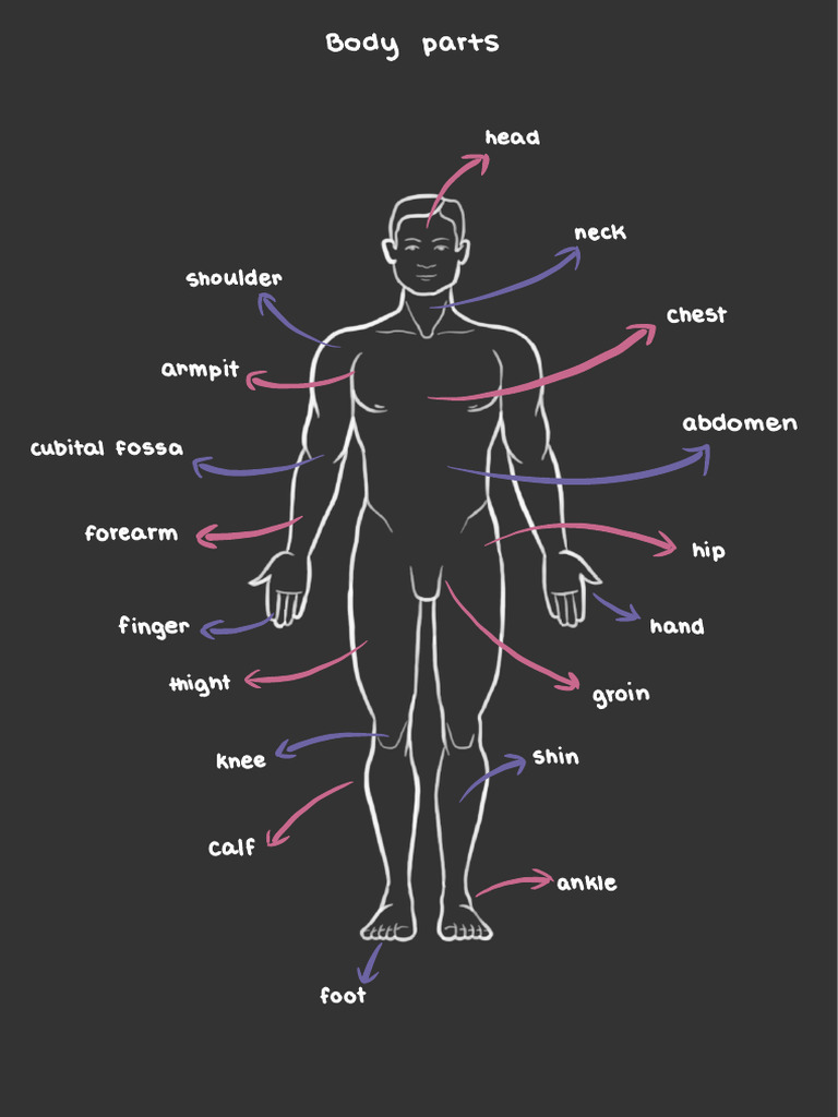 Human Body Parts Overview | PDF