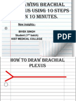 How To Draw Brachial Plexus