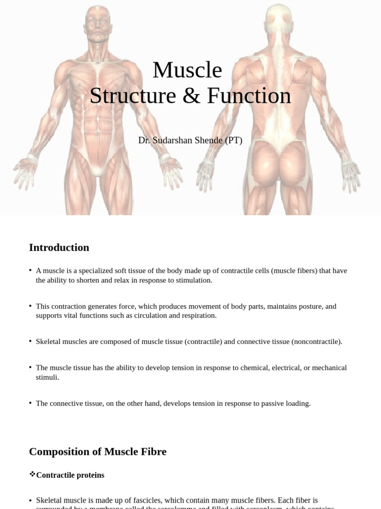 Muscle Structure and Function | PDF | Muscle Contraction | Skeletal Muscle
