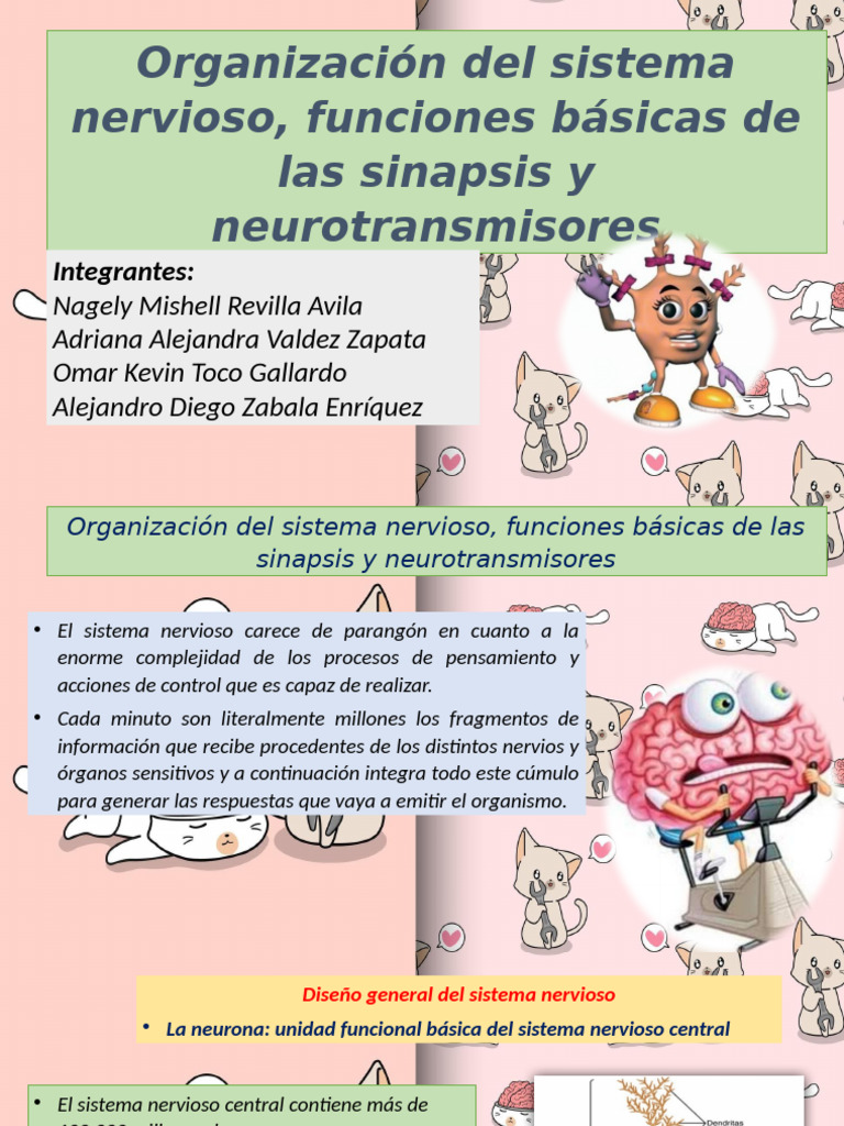 Funciones del Sistema Nervioso y Sinapsis | PDF | Sistema nervioso ...