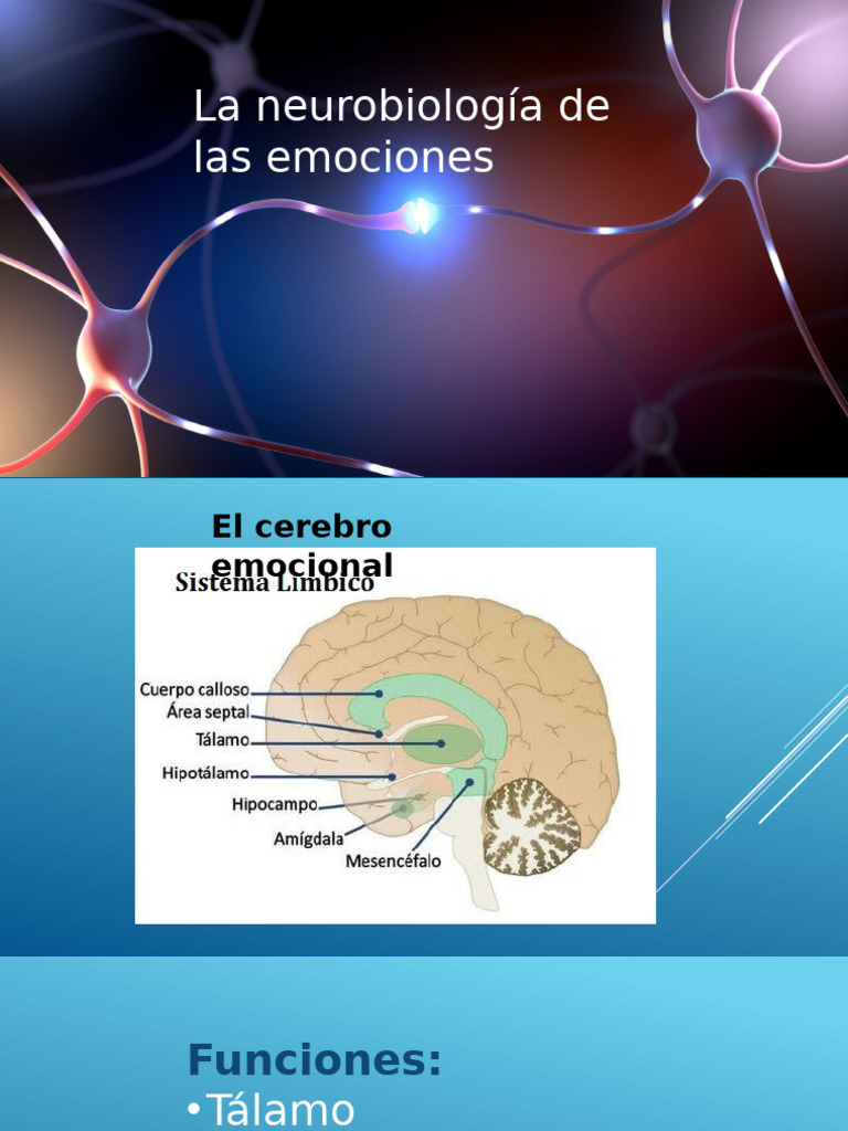 Neurobiología de las emociones y la amígdala | PDF