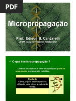 13a aula - Micropropagacao