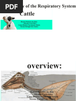 Cattle Respiratory System Overview | PDF | Lung | Respiratory Tract