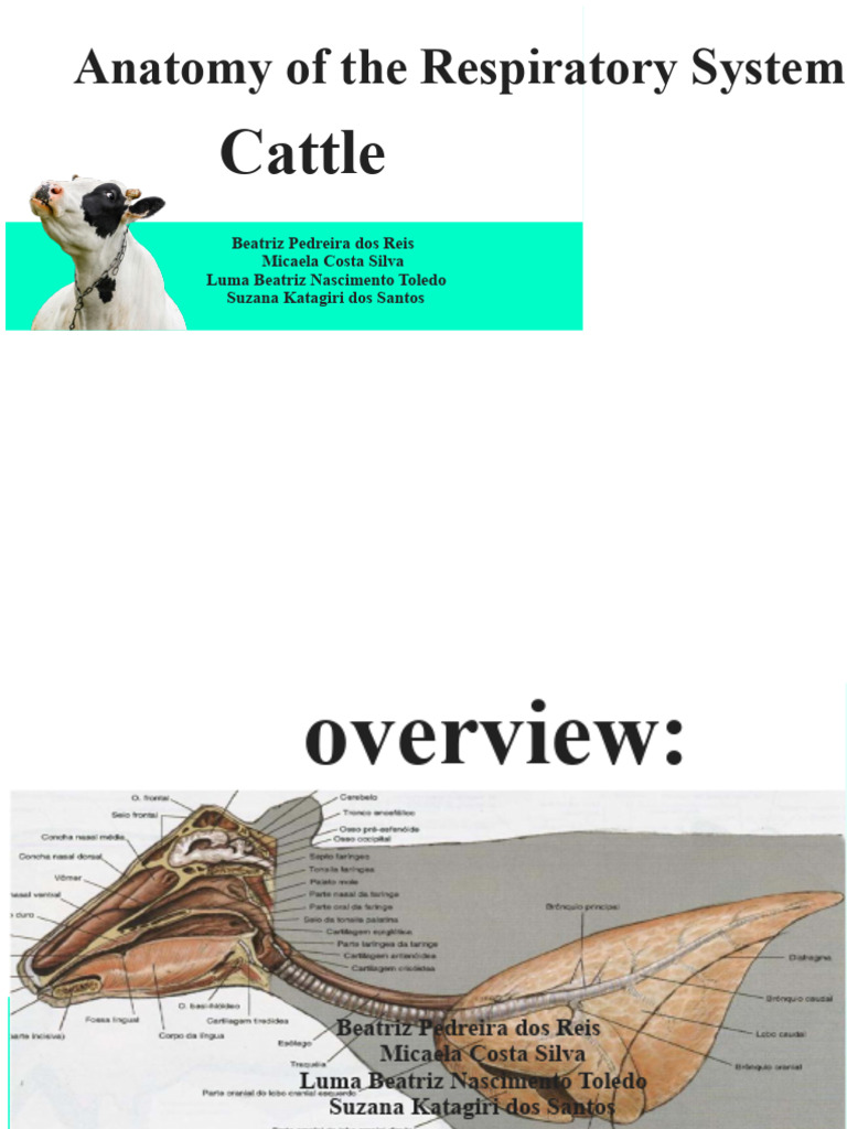 Cattle Respiratory System Anatomy | PDF | Respiratory Tract | Lung