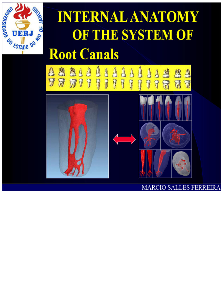 Internal Anatomy of The Root Canals | PDF | Dental Anatomy | Dentistry