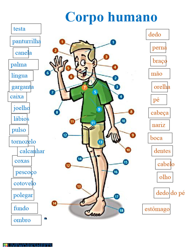 Partes do Corpo Humano Listadas | PDF