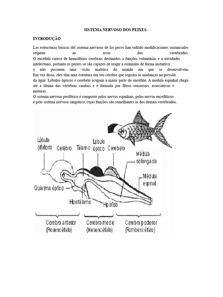 Sistema Nervoso dos Peixes: Estruturas e Funções | PDF | Cérebro | Nervo