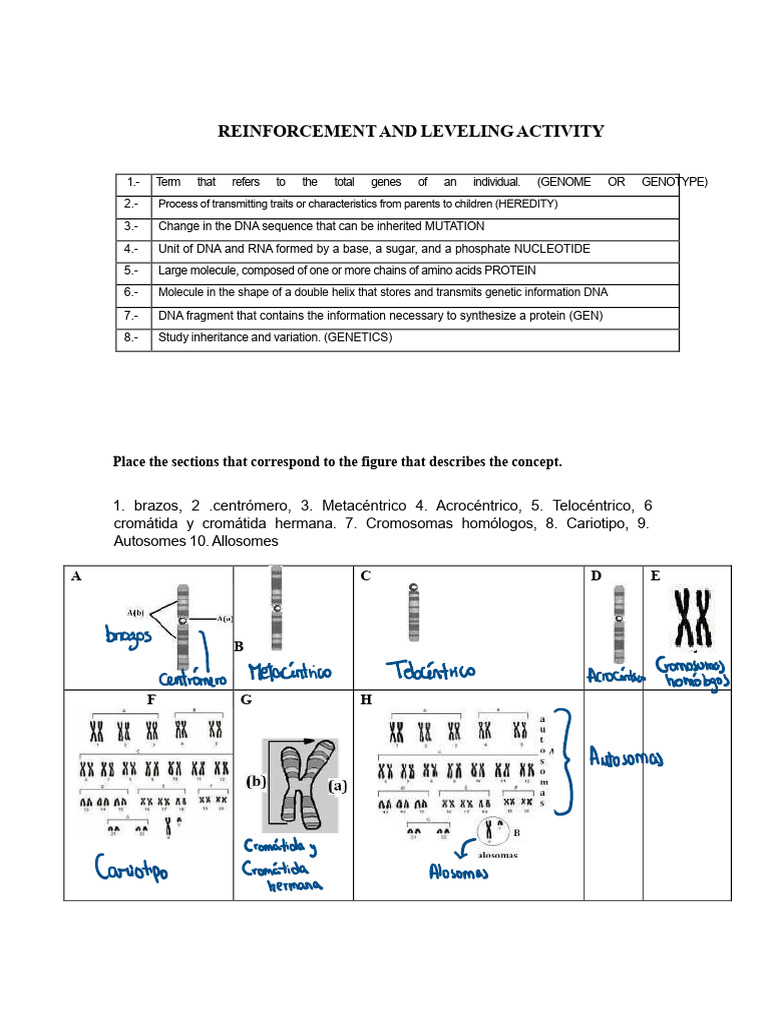 Genetics Concepts and Terminology Guide | PDF | Zygosity | Dominance ...