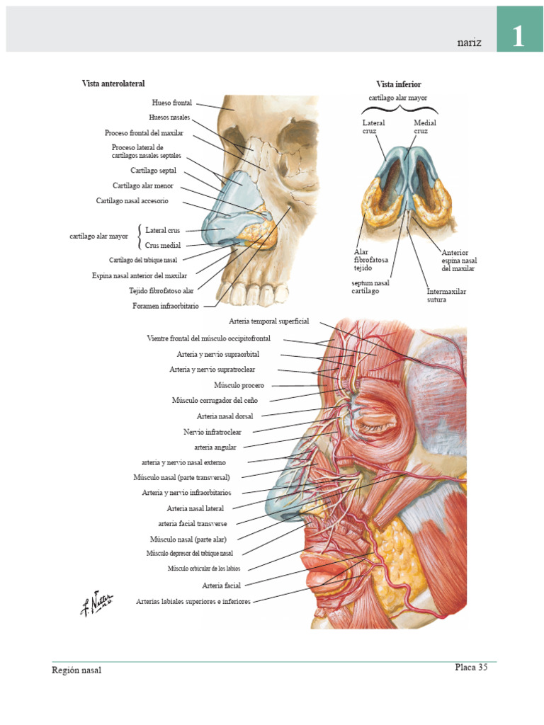 Anatomía de la Nariz y Estructuras Relacionadas | PDF | Nariz humana ...