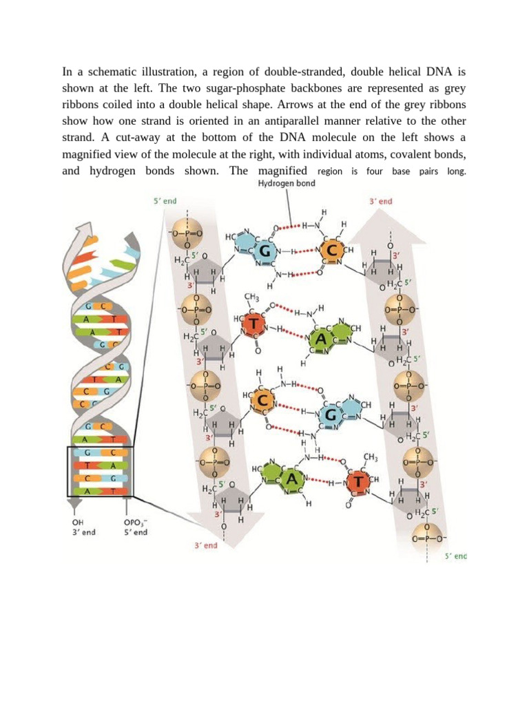 In A Schematic Illustration of DNA | PDF