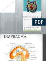 DIAFRAGMA