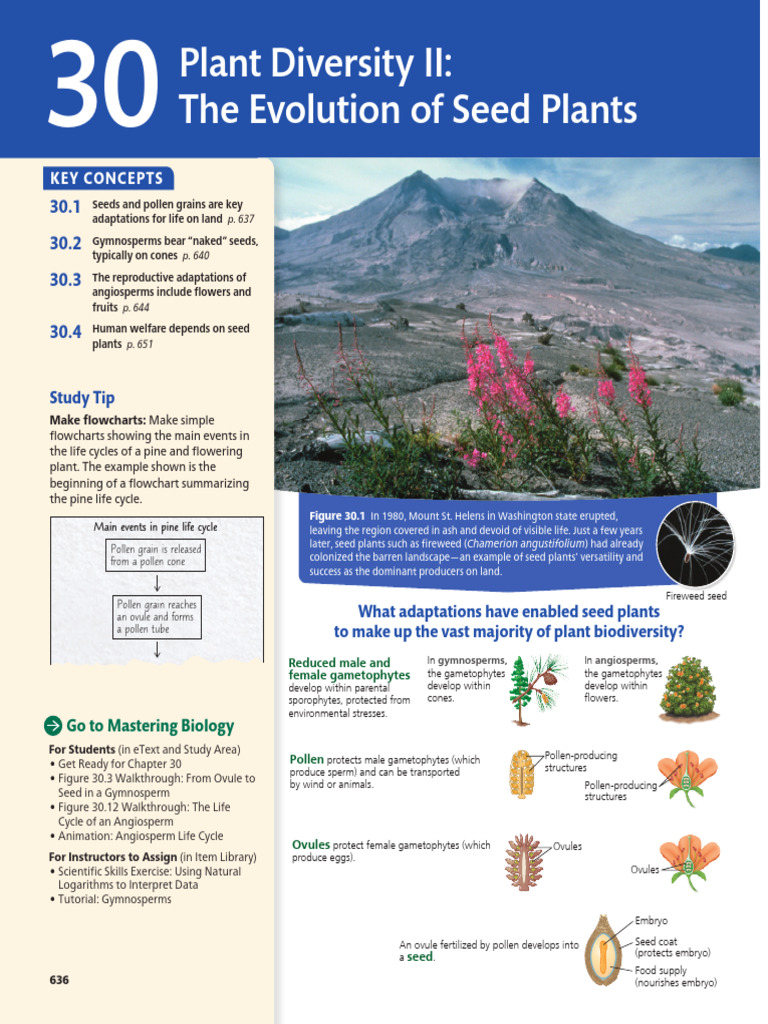 Evolution of Seed Plants Explained | PDF | Seed | Fertilisation