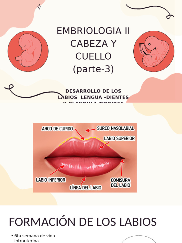 3 TEORICA TEMA 3 Desarrollo Embriologica de Los Labios, Lengua, Dientes ...